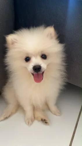 Lulu da pomerania filhote