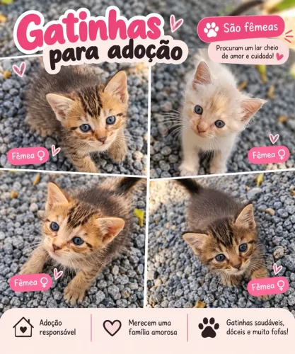 Gatas fêmea 