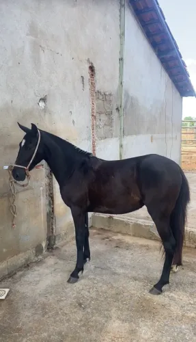 Potra registrada