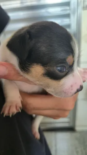 Filhotes de Pinscher