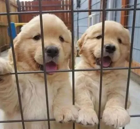 Doação Goldens Retrivers 