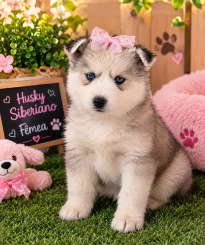Husky siberiano linda fêmea
