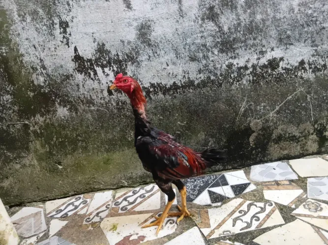 Vendo. Galos mouras e galinhas moura