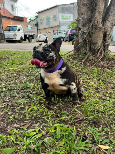 Buldogues 