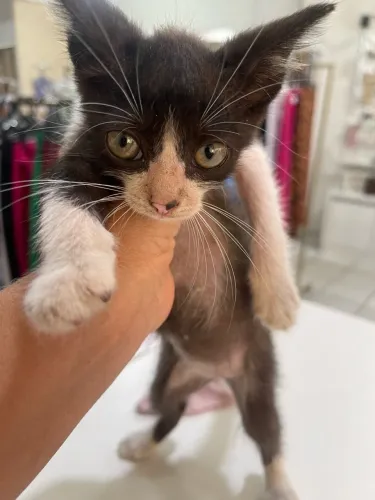 Gatinho pra doar