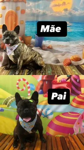 Filhotes de Buldogue Francês 