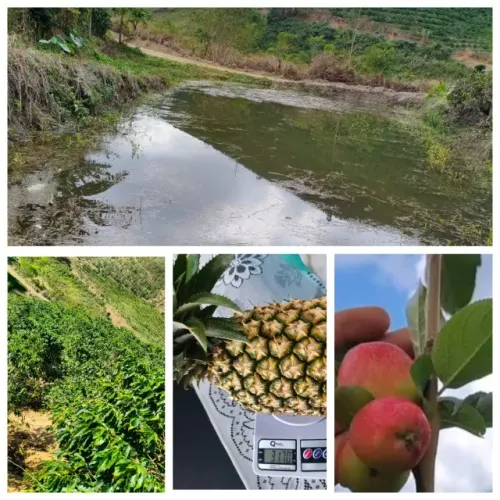 Chácara muitas frutas 2 poço de peixe 