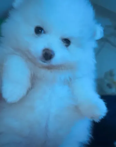 Lulu-da-Pomerânia