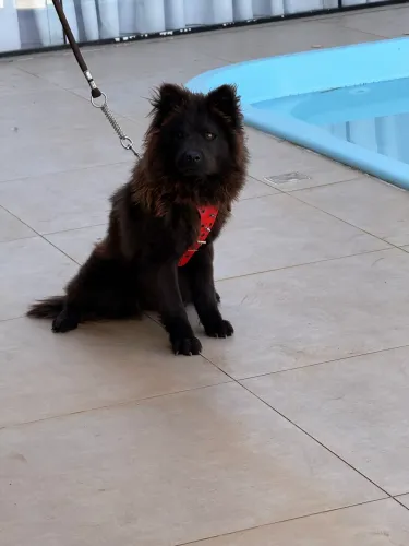 Fêmea de Chow Chow 