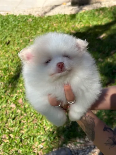 Spitz Alemão