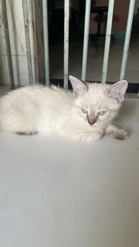 Gato filhote macho