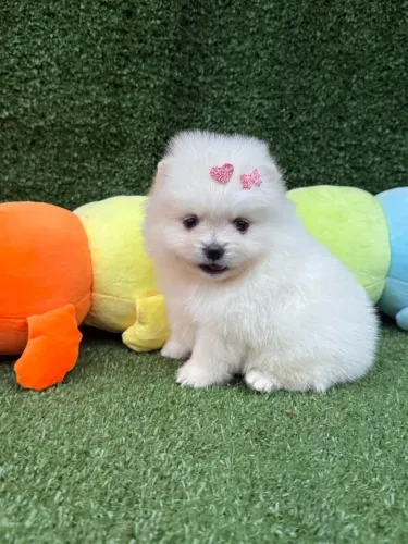Filhotes Lulu da Pomerânia com Pedigree e Microchip