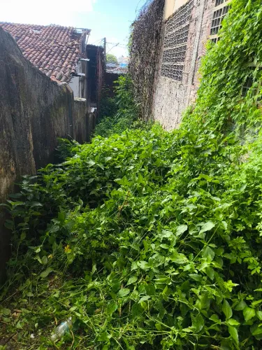 Limpeza de mato JP