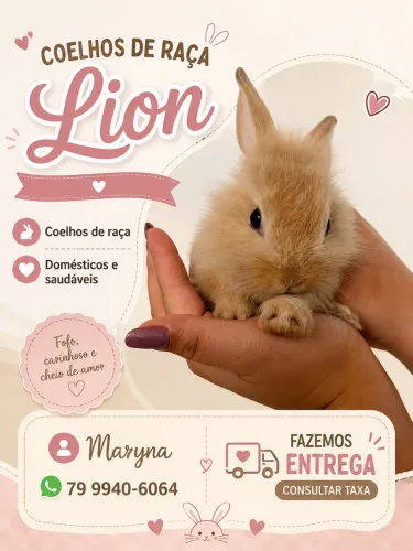 coelhos peludos raça lion