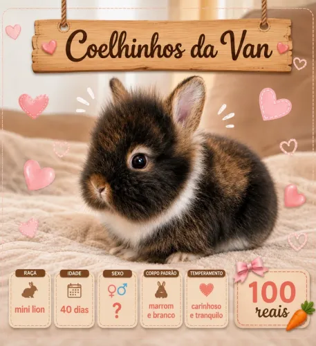 Mini coelho 