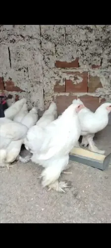 Pintinhos Frangos brahma white