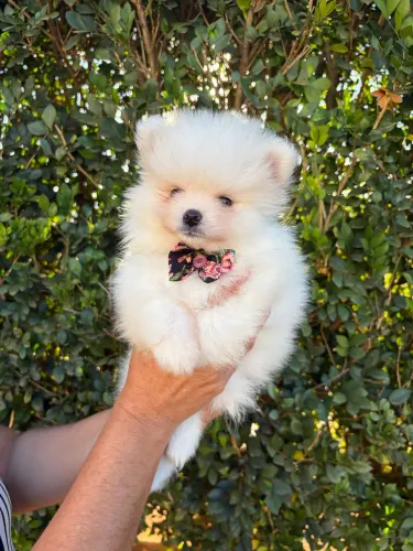 Filhote Lulu da Pomerania Spitz