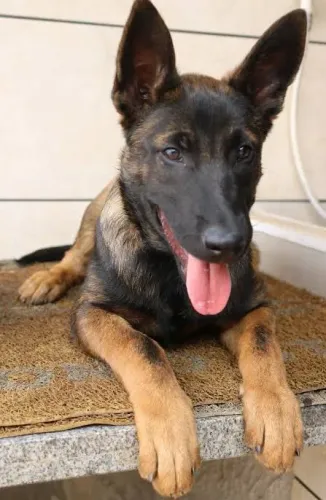 Vendo filhotes de malinois 