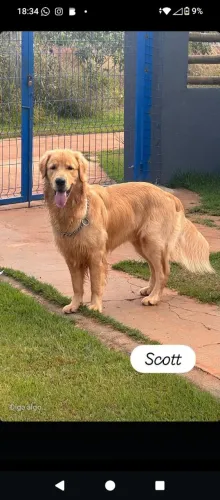Golden Retriever Disponível para cruzar