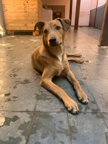 Adoção de cachorro