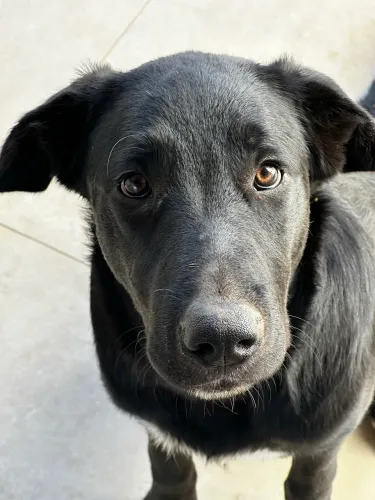 Filhote Macho - Labradora Retriever + Border Collie | Castrado, Vacinado e Microchipado