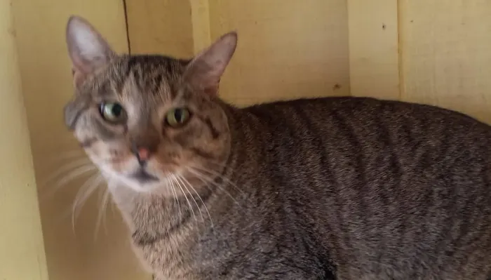 Doação gato adulto, macho, castrado 