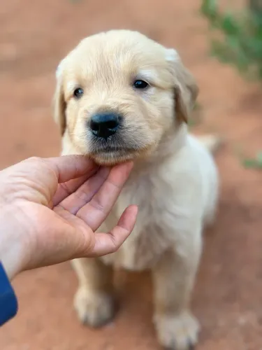 Golden retriever