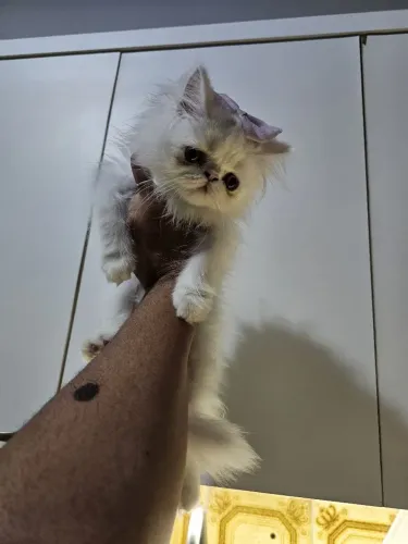 Persa gato filhote