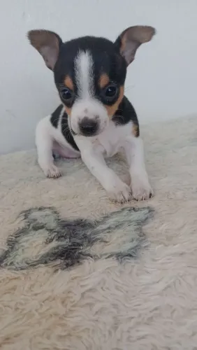 Pinscher fêmea e macho 