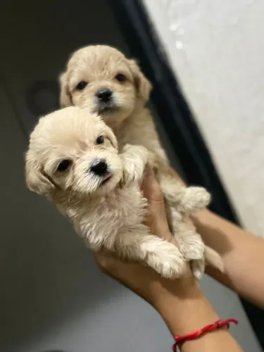 Vendo cachorro shih Tzu