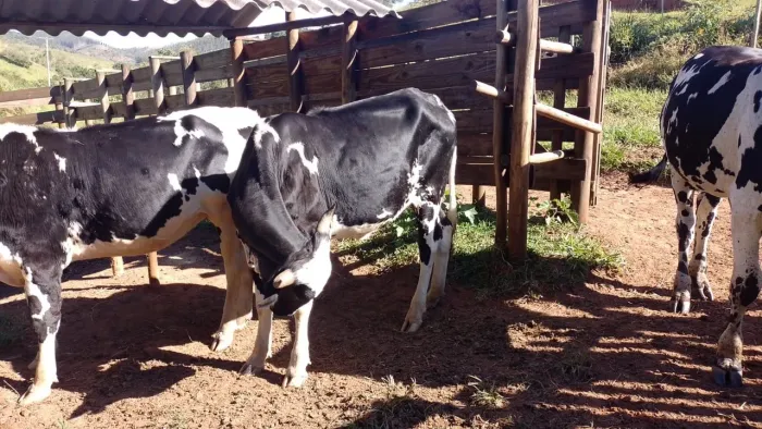 Vendo 3 novilhas e um boi .