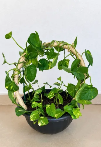 Vendo Plantas Jiboias