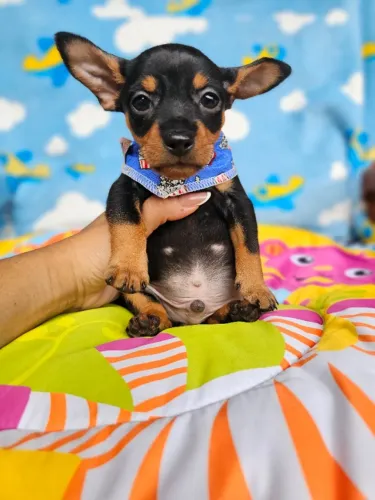 Filhote de cachorro Pinscher/ Pincher brincalhão e super dócil