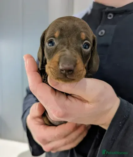 Cachorro Macho e Fêmea com Pedigree Teckel/Dachshund/Salsicha/Salsichinha/Basset/Cofap