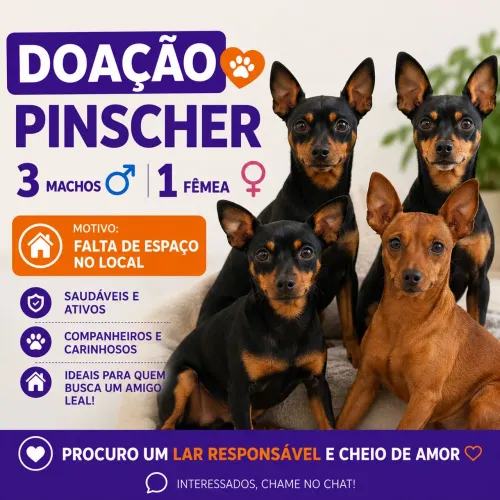 Doa-se pinscher 1 fêmea e 3 machos