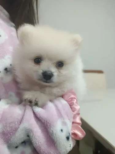 Lulu da Pomerânia Anão (Spitz Anão)