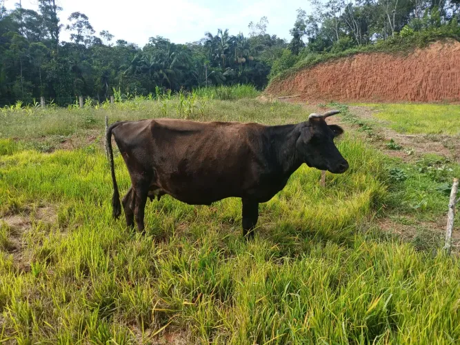 Vaca de leiteira 