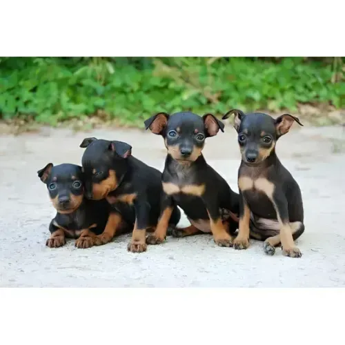 lindos pinscher 