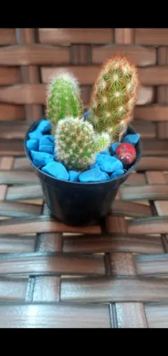 Mini jardins para seu evento 