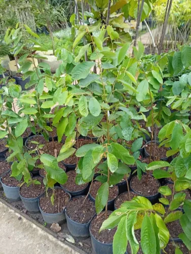 Mudas de Ariticum