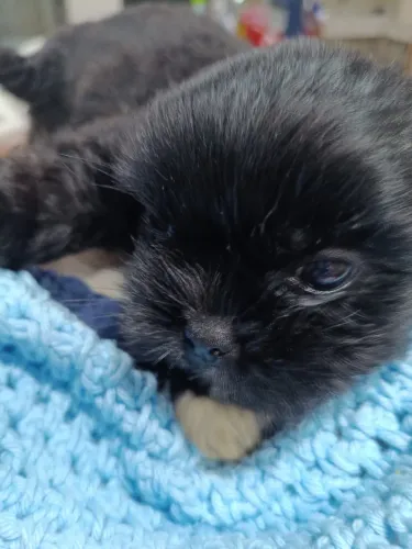 Shih tzu machinho.