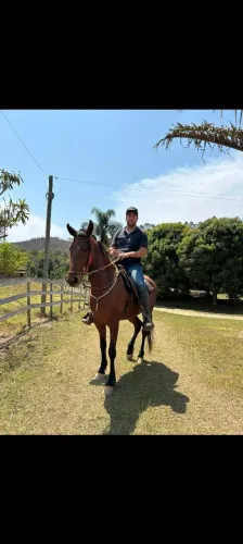 Cavalo castrado registrado