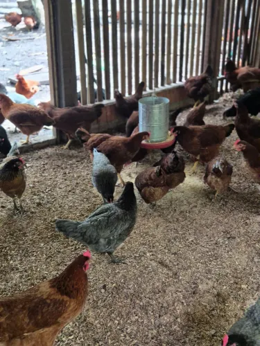 GALINHA CAIPIRA Poedeira ovos GLS