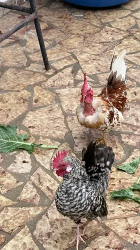 Vendo dois Galos, mini garnisés
