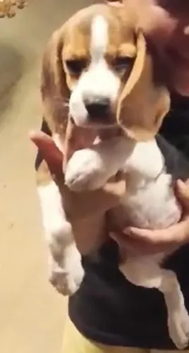 Beagle mais um amigo para o seu lar