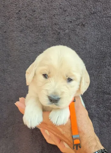 Filhotes de Golden Retriever | Um olhar que transmite afeto.
