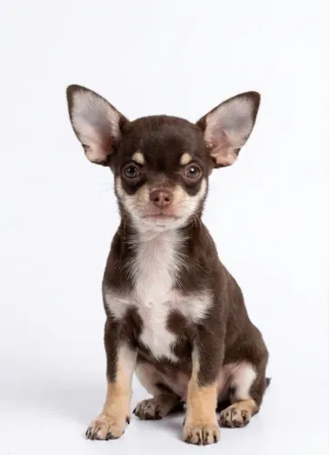 Filhote Chocolate Chihuahua