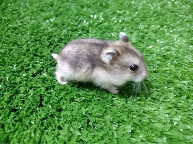 Hamster e gerbil