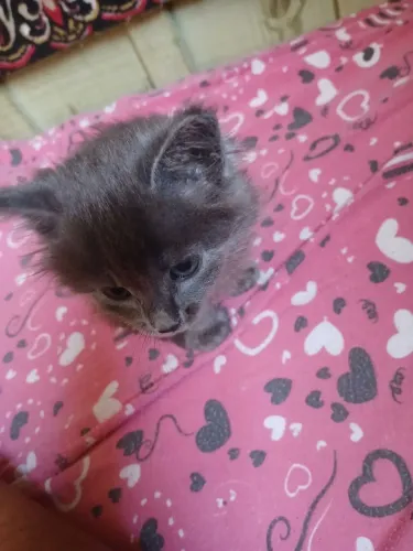 Gatinho 