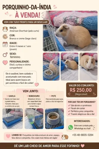 Vende-se porquinha da Índia 